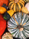 Traditional Orange + Gourds