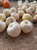 Giant White Pumpkin — Approximately 1.5–2 ft. Please specify quantity in the comments box below. $333 each