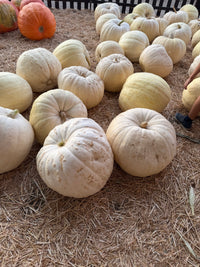 Giant White Pumpkin — Approximately 1.5–2 ft. Please specify quantity in the comments box below. $333 each