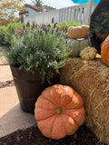Planters — Size, quantity, plant selections, and contribution to be determined.