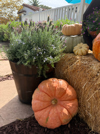 Planters — Size, quantity, plant selections, and contribution to be determined.
