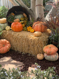 Hay Bale — Available in approximately 2'Hx2'Wx2'L and 2'Hx2'Wx4'L. Please specify size and quantity in the comments box below. $99 each
