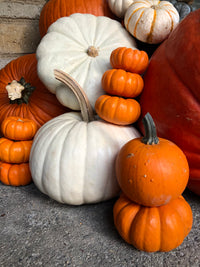 Traditional Orange