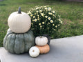 Small Mum Plant — Approximately 1–1.5 ft. Please specify color and quantity in the comments box below. $55 each