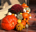 Giant Orange Pumpkin — Approximately 1.5–2 ft. Please specify quantity in the comments box below. $333 each