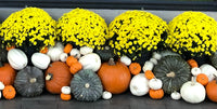 Large Mum Plant — Approximately 1.5–2 ft. Please specify color and quantity in the comments box below. $99 each