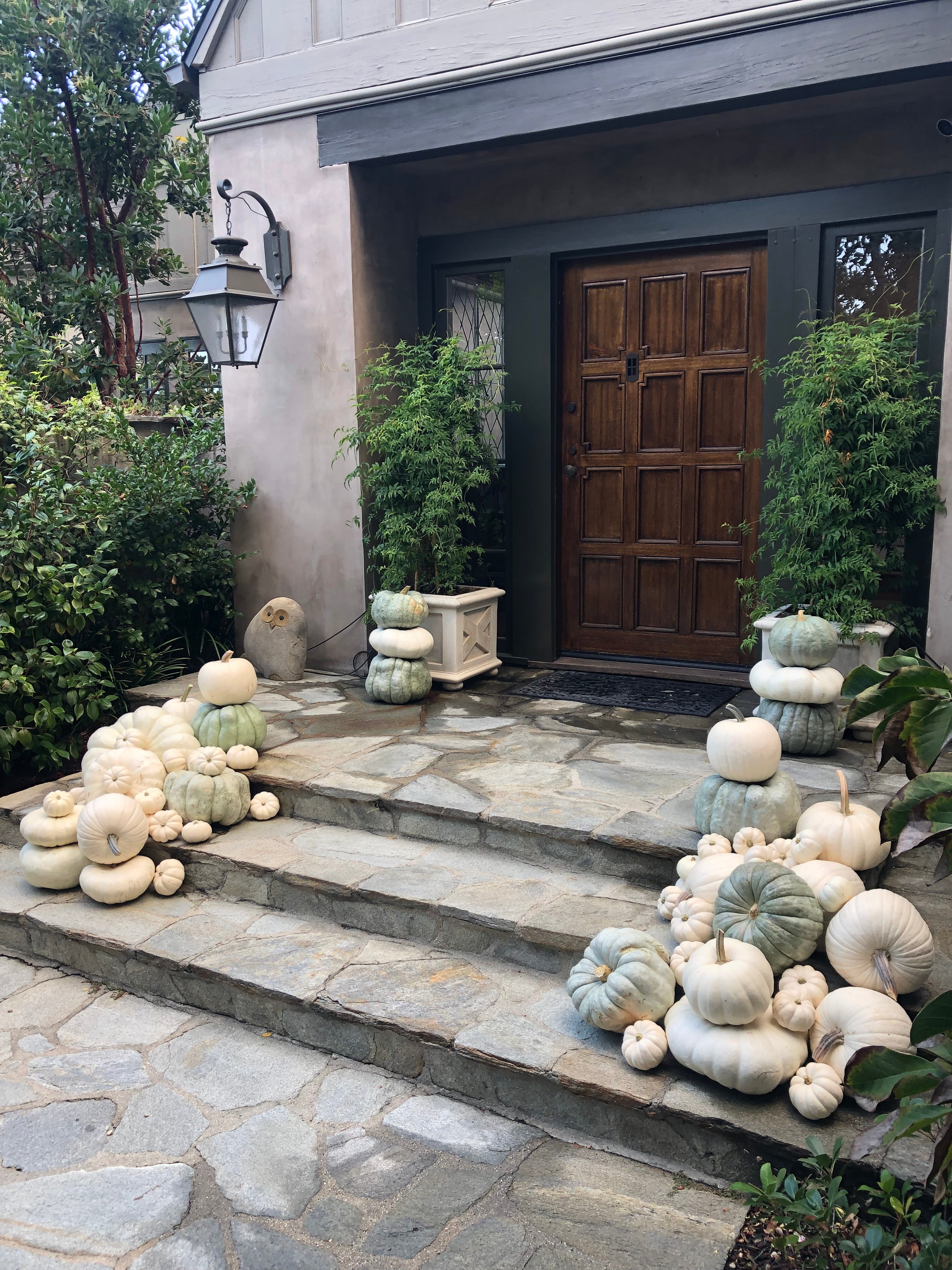 The Grand (50-80 assorted pumpkins)
